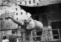 Elefanta Julia 1960